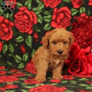 Sebastion, Miniature Poodle Puppy